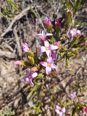 Lachnaea grandiflora