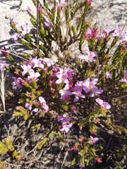 Lachnaea grandiflora