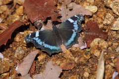 Kaniska canace nojaponicum