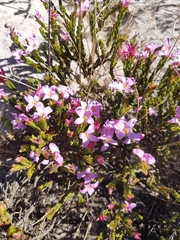 Lachnaea grandiflora