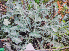Glaucium flavum