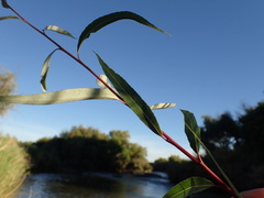 Salix mucronata mucronata