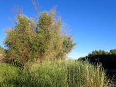 Salix mucronata mucronata