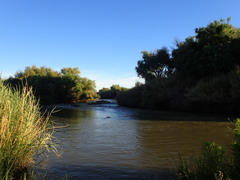Salix mucronata mucronata