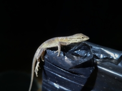 Anolis meridionalis