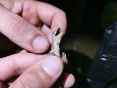 Anolis meridionalis