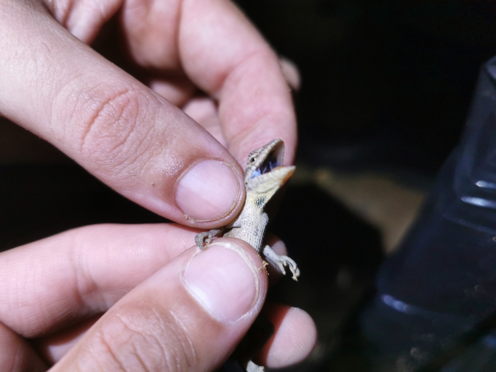 Lined Anole