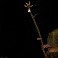 Cheirostylis parvifolia