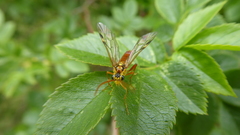 Tenthredopsis litterata