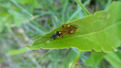 Tenthredopsis litterata