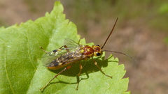 Tenthredopsis litterata