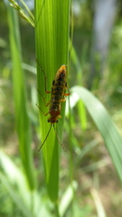 Tenthredopsis litterata