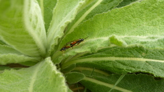 Tenthredopsis stigma