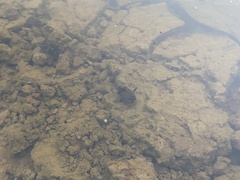 Thermonectus nigrofasciatus