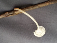 Mycena belliarum