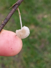 Mycena belliarum