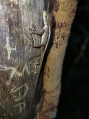 Enyalius capetinga