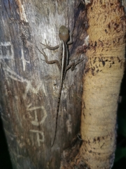 Enyalius capetinga