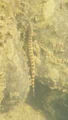 Cobitis multifasciata