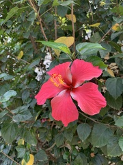 Hibiscus × archeri