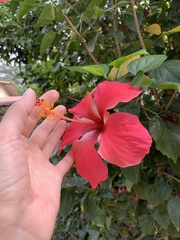 Hibiscus × archeri