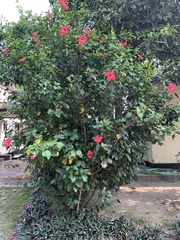 Hibiscus × archeri