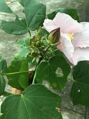 Hibiscus makinoi