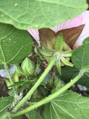 Hibiscus makinoi