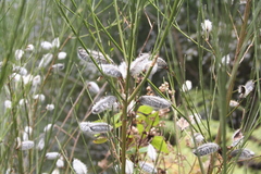 Cytisus striatus image