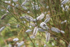 Cytisus striatus image