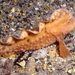 Warty Prowfish - Photo (c) David Muirhead, some rights reserved (CC BY-NC), uploaded by David Muirhead