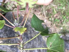 Hibiscus makinoi