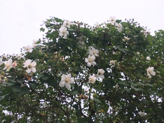 Hibiscus makinoi