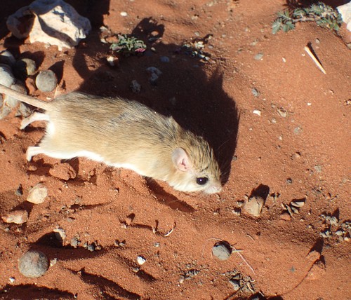 Paeba Hairy-footed Gerbil (Gerbilliscus paeba)