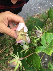 Hibiscus makinoi