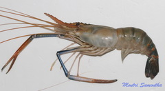 Macrobrachium rosenbergii