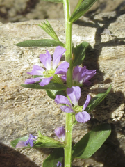 Lythrum ovalifolium