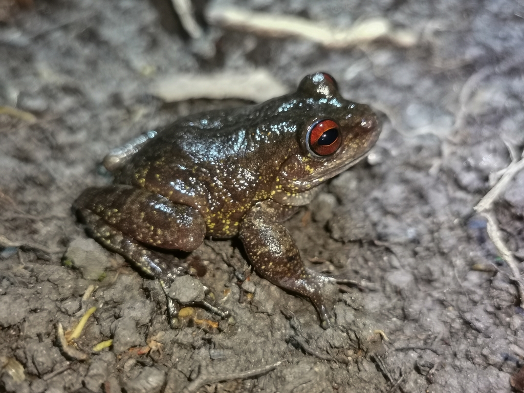 Roncador Tree Frog