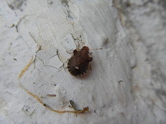 Dyroderes umbraculatus