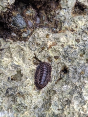 Acanthopleura spinosa