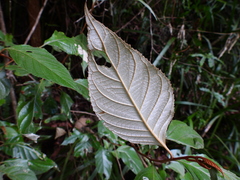 Argophyllum curtum