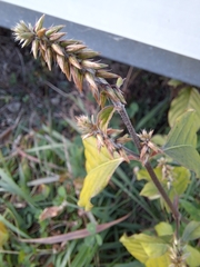 Achyranthes japonica