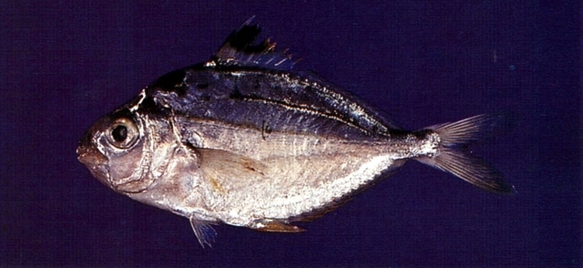 Ponyfish
