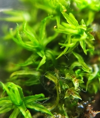 Didymodon sinuosus