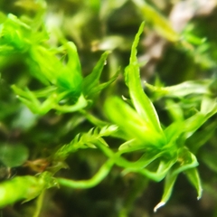 Didymodon sinuosus
