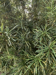 Codiaeum variegatum pictum