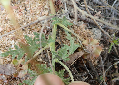 Image of Grielum humifusum by no rights reserved