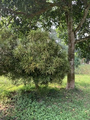 Codiaeum variegatum pictum