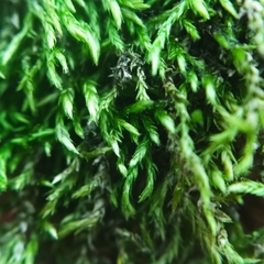 Scleropodium cespitans