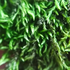 Scleropodium cespitans